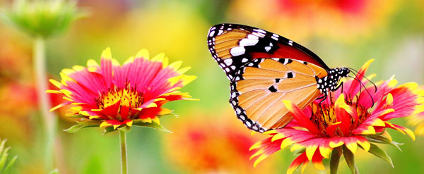 butterfly