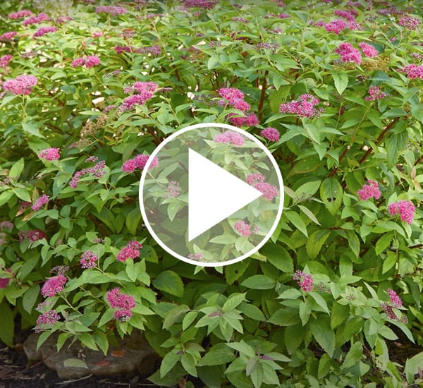 Flowering Japanese Spirea with Play Button